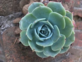 Close-up of succulent plant