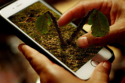 Close-up of hand holding leaf