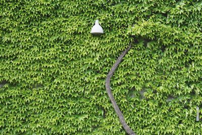 Close-up of ivy on tree