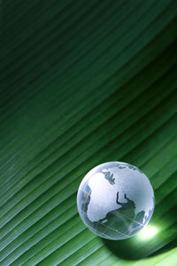 Close-up of green leaf on tree