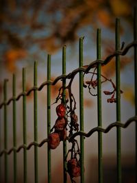 Close-up of rusty metal against sky