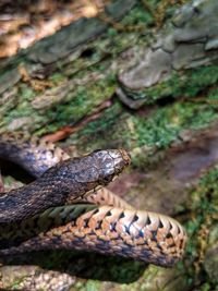Close-up of lizard on rock
