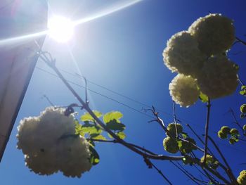 Low angle view of fresh flowers against clear blue sky