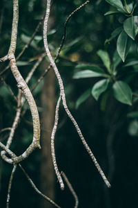 Close-up of plant growing outdoors