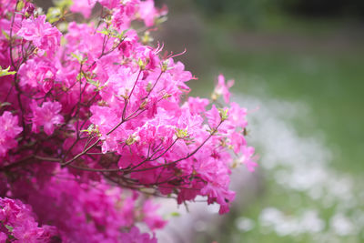 Close-up of pink flowering plant