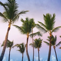 Low angle view of palm trees