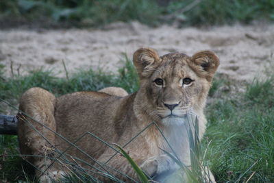 Portrait of a young lion on field