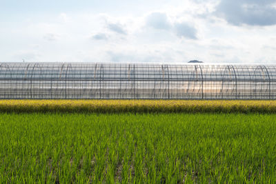 Scenic view of field against sky