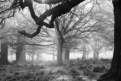 Trees in forest against sky 