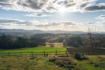 Scenic view of field against sky