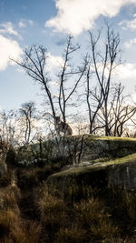 Bare trees on field