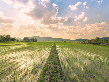 Scenic view of agricultural field against sky