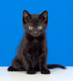 Portrait of cat sitting against blue background