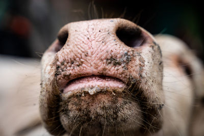 Close-up of an animal