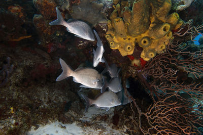 White margates - haemulon album - in cozumel, mexico