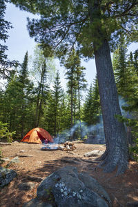 Trees in forest