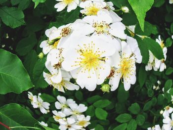 Close-up of white flowers
