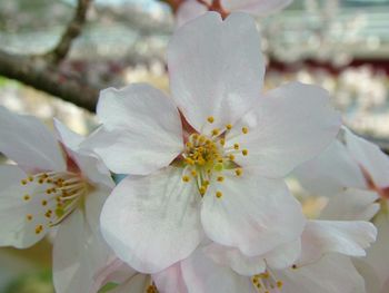 Close-up of white flower