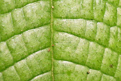 Full frame shot of leaf