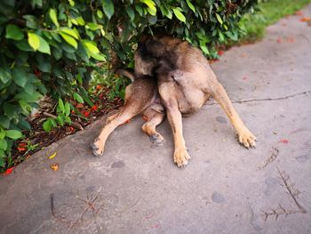 View of a dog on footpath