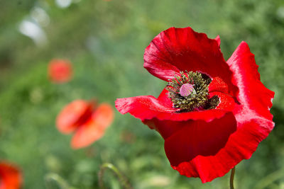 Close-up of red poppy blooming outdoors