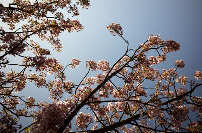 Low angle view of cherry blossom against clear sky