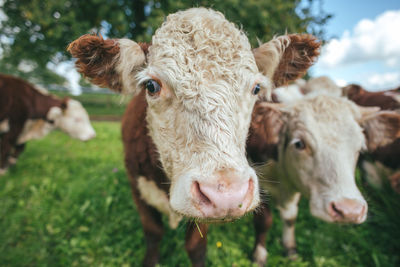 Portrait of cow on field