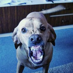 Close-up portrait of dog