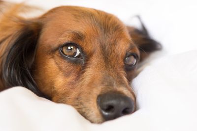 Portrait of dog lying on bed