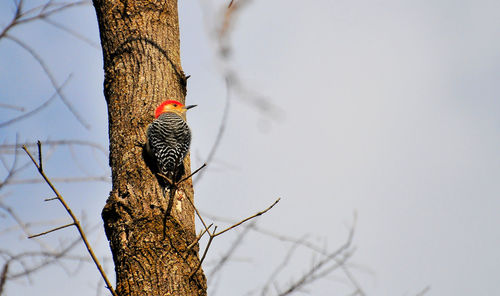 Woodpecker on the tree