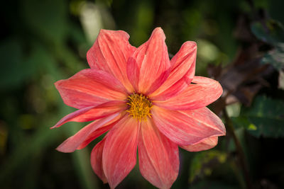 Close-up of red flower