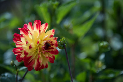 Close-up of yellow flower blooming outdoors