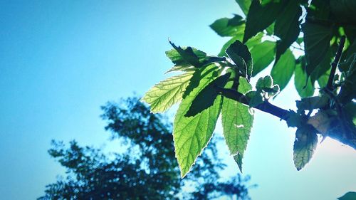 Low angle view of tree against clear sky