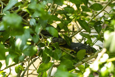 View of lizard on tree