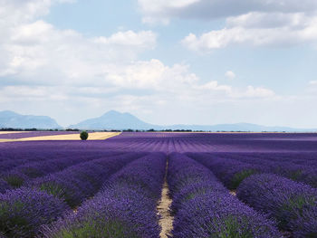 Scenic view of field against cloudy sky