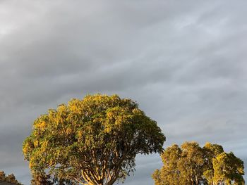 Low angle view of tree against sky