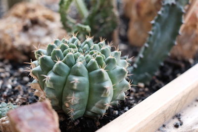 High angle view of succulent plant