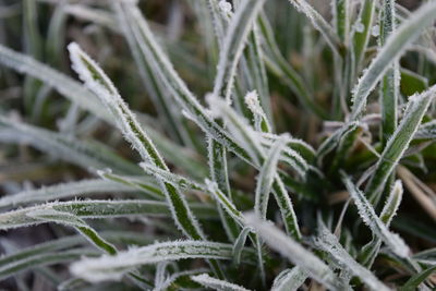 Close-up of pine tree branch during winter