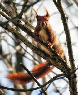 Low angle view of squirrel on tree