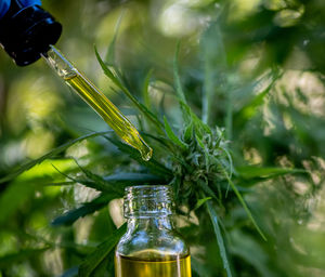 Close-up of glass bottle on plant