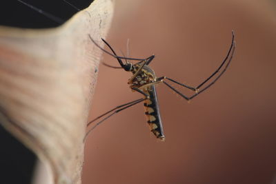 Close-up of insect