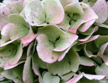 Close-up of pink flowers