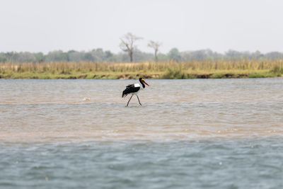 Bird in a lake