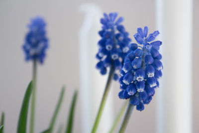 Close-up of purple flowering plant in vase