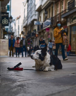 Dog on street in city