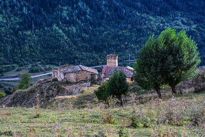 View of trees and houses in forest