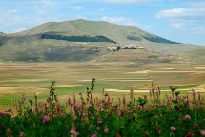 Pink flowers in field