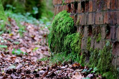 Close-up of ivy growing on tree trunk