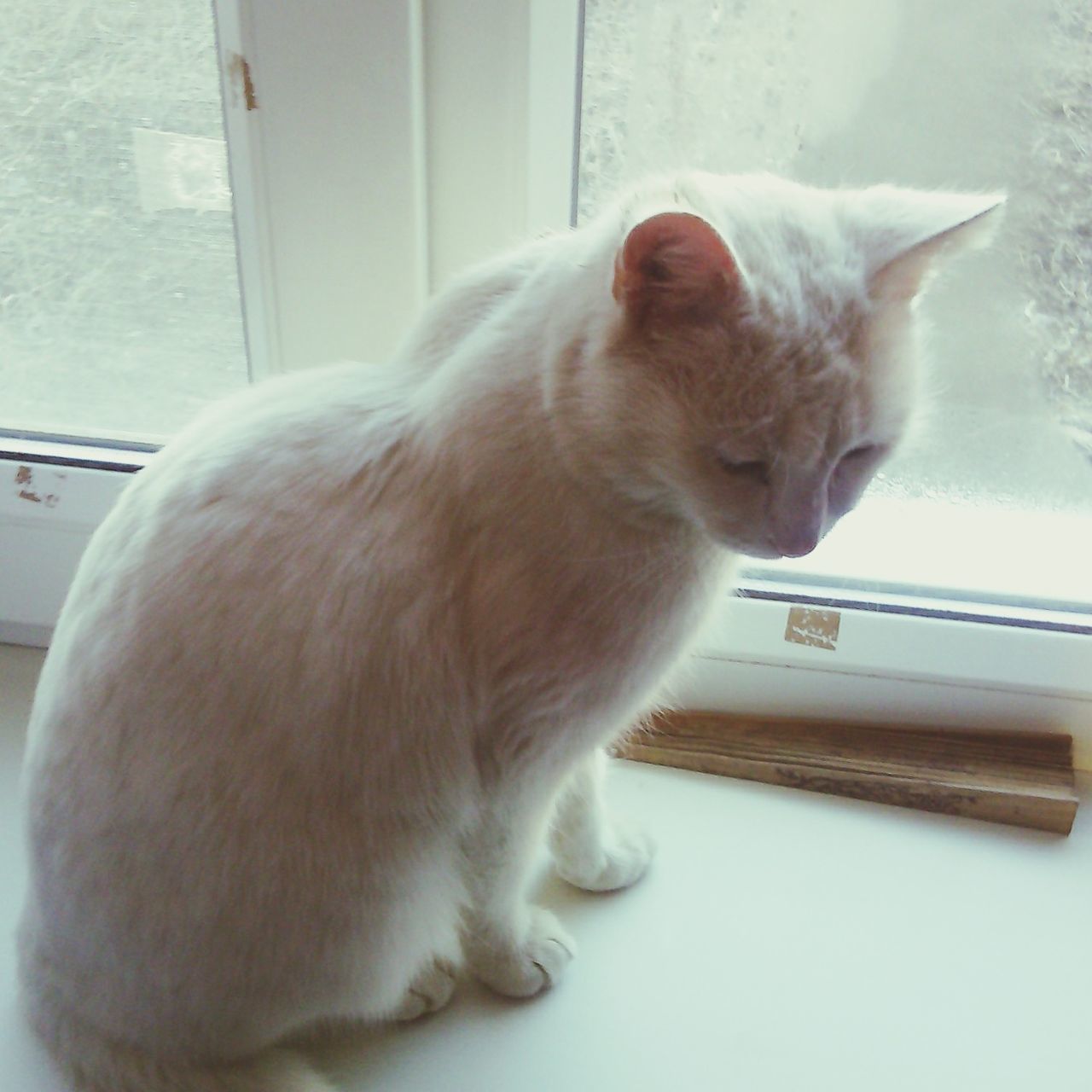 animal themes, domestic animals, one animal, mammal, pets, indoors, domestic cat, window, close-up, looking away, white color, no people, cat, side view, focus on foreground, day, sitting, zoology, full length, animal head