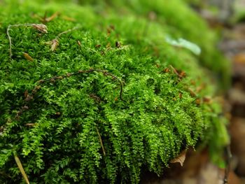 High angle view of green plant